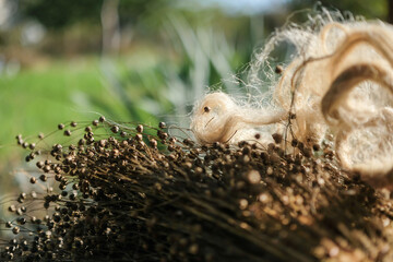 Flax plant pods or seed pods. Flax bast fiber. Shadows. Sunlight. Copy space.