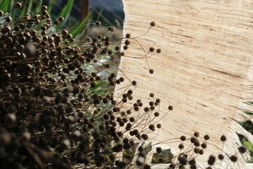 Flax plant pods or seed pods. Linen cloth. Shadows. Sunlight. Copy space.