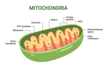 Vector diagram of Mitochondria. Cross-section view. Medical infographics
