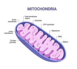Vector diagram of Mitochondria. Cross-section view. Medical infographics.	