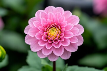 Obraz premium Dahlia blooms in a summer garden, with soft pink petals forming intricate layers of color