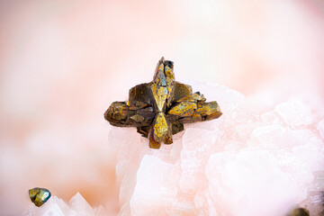 Yellow tarnished marcasite on pink dolomite. Specimen from Beez quarry, Namur, Belgium. Micro...