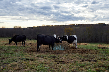 a herd of cows grazing in a meadow