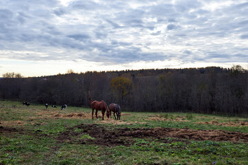 a herd of cows grazing in a meadow