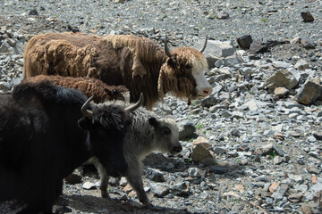 Jaks en Pakistán © Alicia