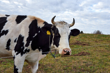 a herd of cows grazing in a meadow