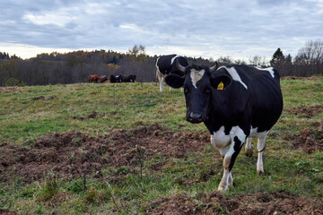 a herd of cows grazing in a meadow