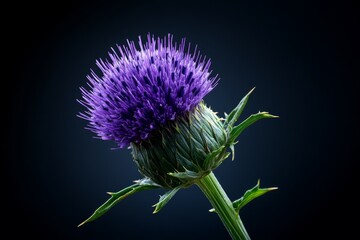 Milk thistle flower in 3D digital art, with spiny leaves and a vibrant purple bloom rendered in detailed textures