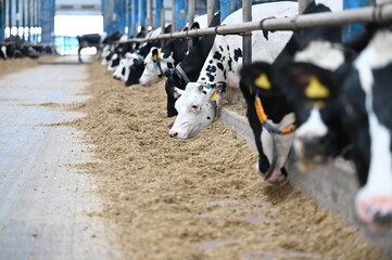 farm, cow, animal, cows, construction, horse, building, sky, cattle, agriculture, nature, work, animals, people, water, horses, livestock, stable, architecture