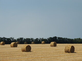 Fototapeta premium bags of dry straw scattered across a harvested agricultural field in the golden light of the sun, rolls of hay on a farmland as a beautiful natural country landscape