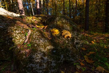 Geologists Day. Learning Geology. Conglomerate Rock Cliff - Lithuania, Stakai. Autumn Colors, leaf,...
