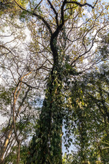 Tall treetops and intertwined branches, with sunlight gently filtering through the leaves. in Brazil