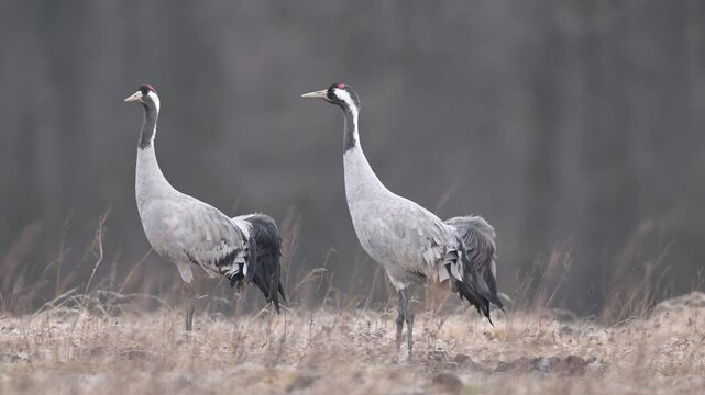 Common crane bird ( Grus grus )	