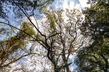 Tall treetops and intertwined branches, with sunlight gently filtering through the leaves. in Brazil