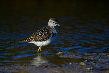 Bruchwasserläufer // Wood sandpiper (Tringa glareola) 