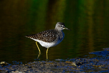 Bruchwasserläufer // Wood sandpiper (Tringa glareola) 