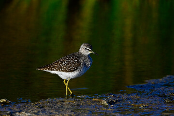 Wood sandpiper // Bruchwasserläufer (Tringa glareola) 