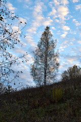 Obraz premium trees without leaves in the fall against a blue sky