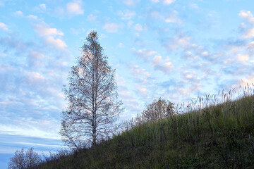 trees without leaves in the fall against a blue sky