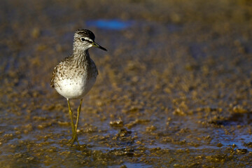 Bruchwasserläufer // Wood sandpiper (Tringa glareola) 