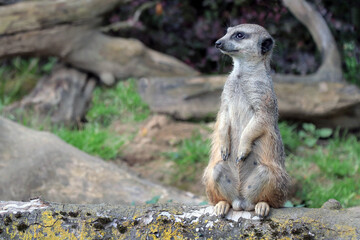 A vigilant meerkat guards its surroundings