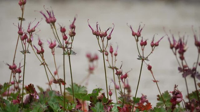 Pink wild geranium seedheads against neutral background.