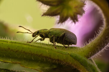 bug on a leaf