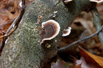 brown-white tree mushroom in autumn forest non-edible