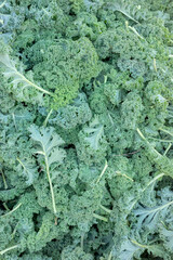 Close up photo of organic kale, selective focus.