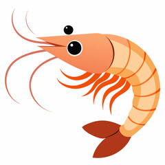 shrimp illustration