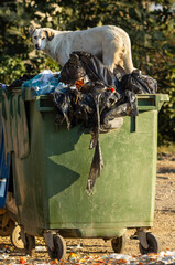 A stray dog ​​standing on top of a green trash can and looking for food. The overflowing trash can symbolizes the problem of waste and pollution, which can have a negative impact on the environment.