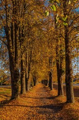 Fototapeta premium Autumnal equinox. Background, Calmness, Relaxing warm colors. Path perspective with autumn colorful trees on a sunny day in the evening