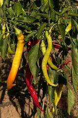 Various colors of riping fruit of chili pepper plant, sunlit by early autumn daylight sunshine. 