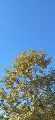 Maple tree in the park  