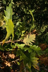 Branch detail of Turkey Oak, also called Austrian Oak, latin name Quercus Cerris, with slowly yellowing autumn leaves, sunlit by late afternoon sunshine. 