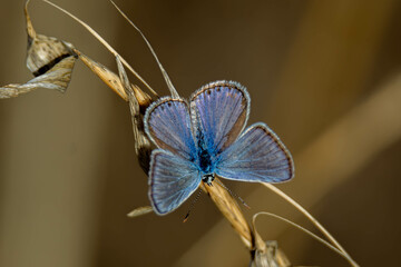 mariposa