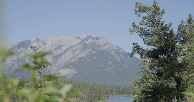 pine trees and mountains