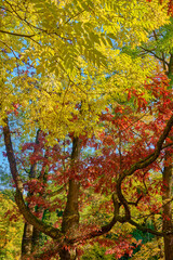 A vibrant autumn scene showing yellow and red leaves on tree branches against a clear blue sky, capturing the seasonal transition. aesthetic photo