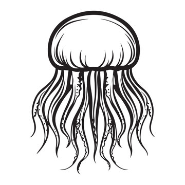 recommend clip art: Black vintage silhouette jellyfish icon logotype and vector illustration, Jellyfish vector for logo or icon, coloring page for kids, line art, black and white