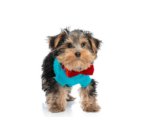 adorable yorkshire terrier puppy with red bowtie looking forward