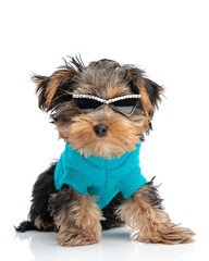 cool fashion yorkie dog with modern sunglasses and blue knitted sweather