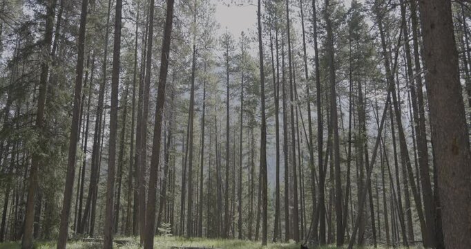 trees in the forest