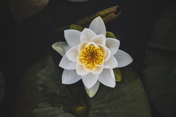 white water lily