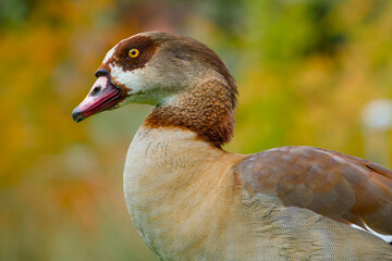 Egyptian goose close-up portrait on the blurred background