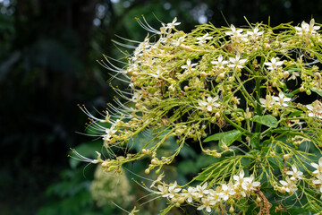 Clerodendrum Paniculatum L. var. Alba (Pagoda Flower, Panggil-Panggil in Malay)