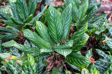 Aglaonema Nitidum (Chinese Evergreens) with white Variegations in the wild at Sabah Agriculture...