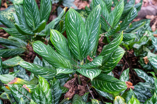 Aglaonema Nitidum (Chinese Evergreens) with white Variegations in the wild at Sabah Agriculture Park (Taman Pertanian Sabah), Tenom, Malaysia (Borneo)