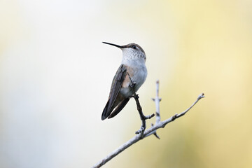 Fototapeta premium Rufous Hummingbird