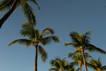 Coconut Palm trees on Key Largo in the Florida Keys