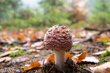 Amanita muscaria, fly agaric, fly amanita, poisonous mushroom in a forest
